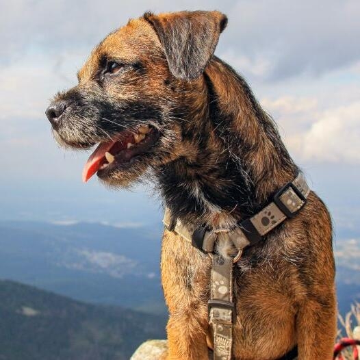 Border terrier harness best sale